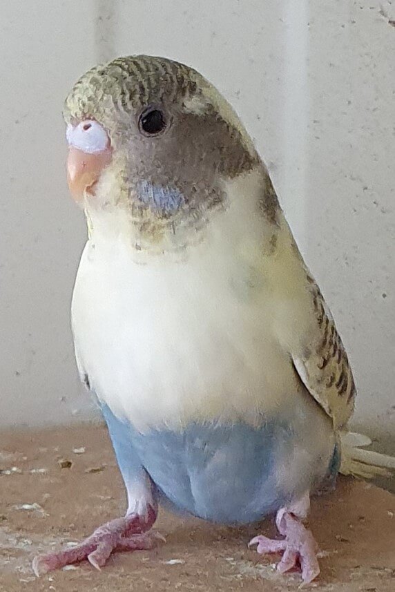 Baby Budgies Geelong -  yellow blue chick