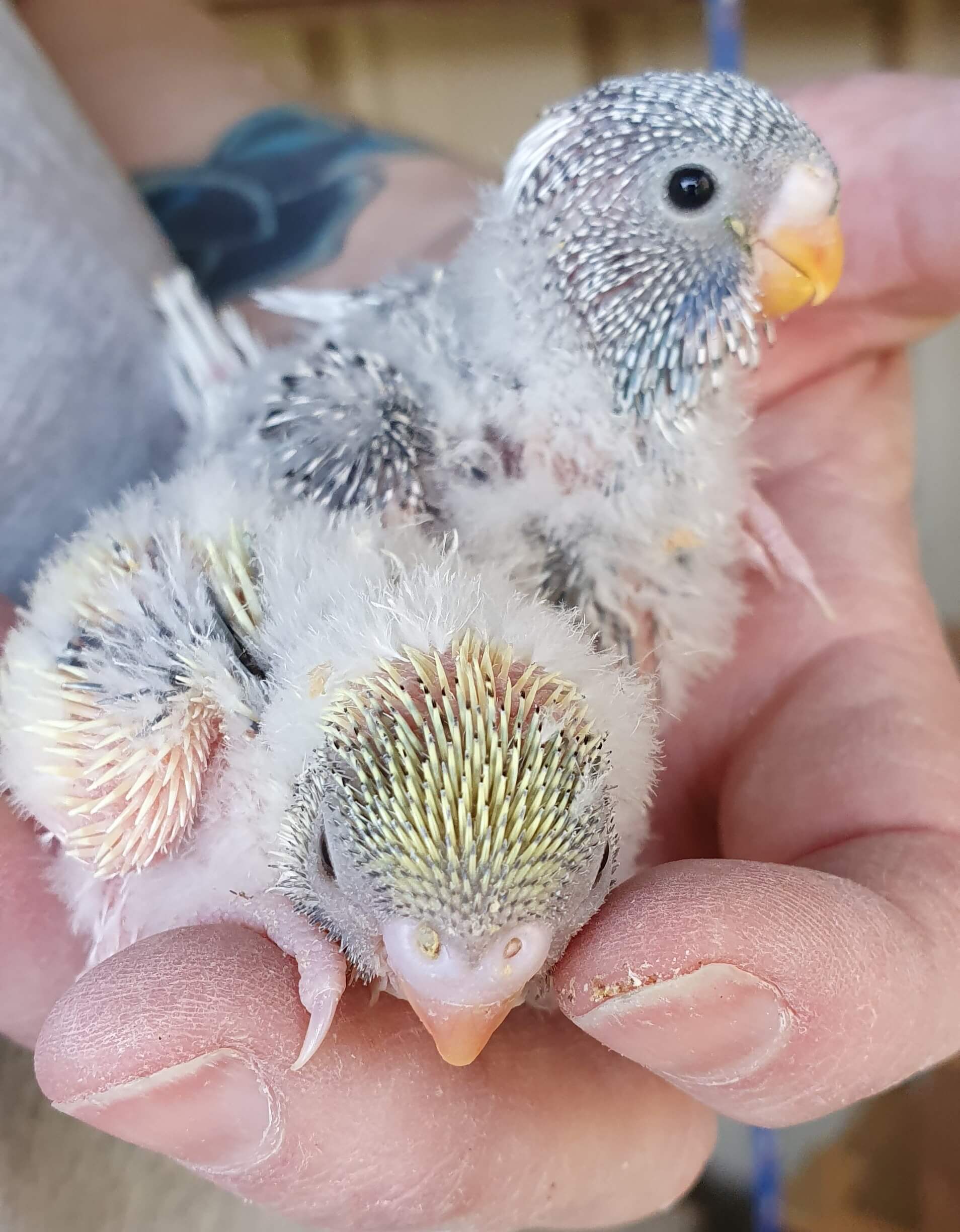 Baby Budgies Geelong - two chicks in hand