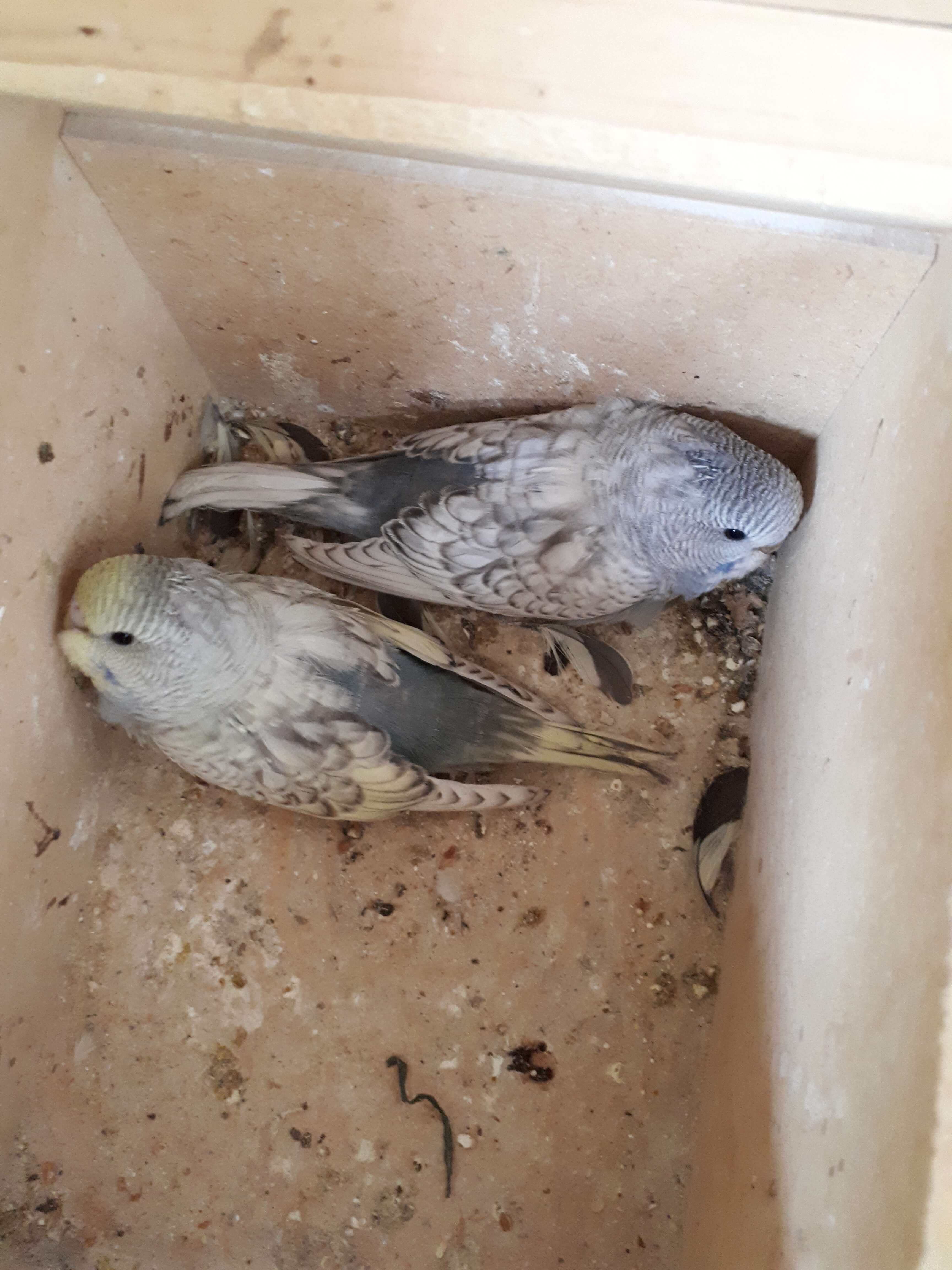 Baby budgies Geelong for your new best friend