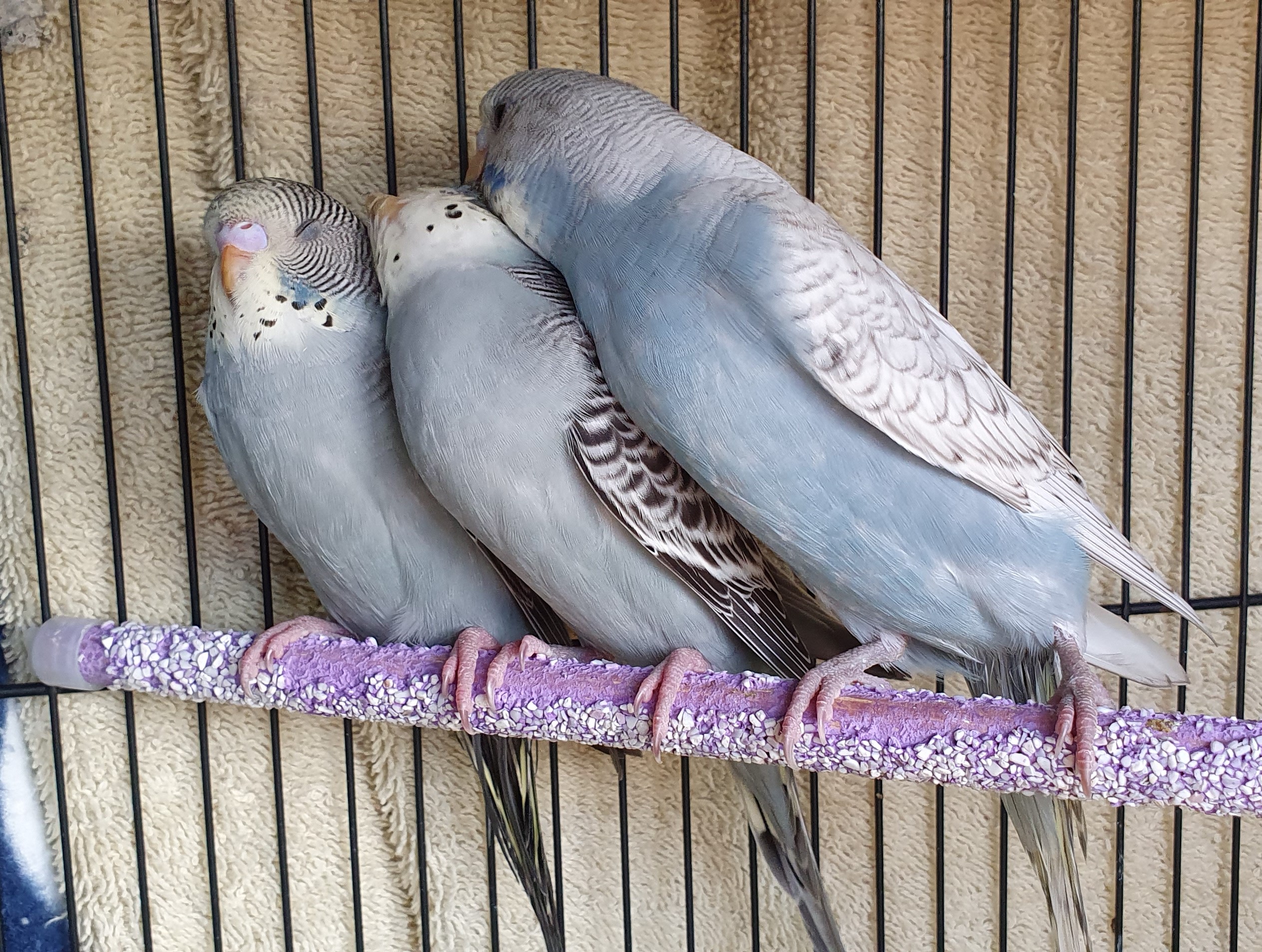 Budgies for sale in Geelong, pick-up only. Young, healthy budgerigars direct from the seller