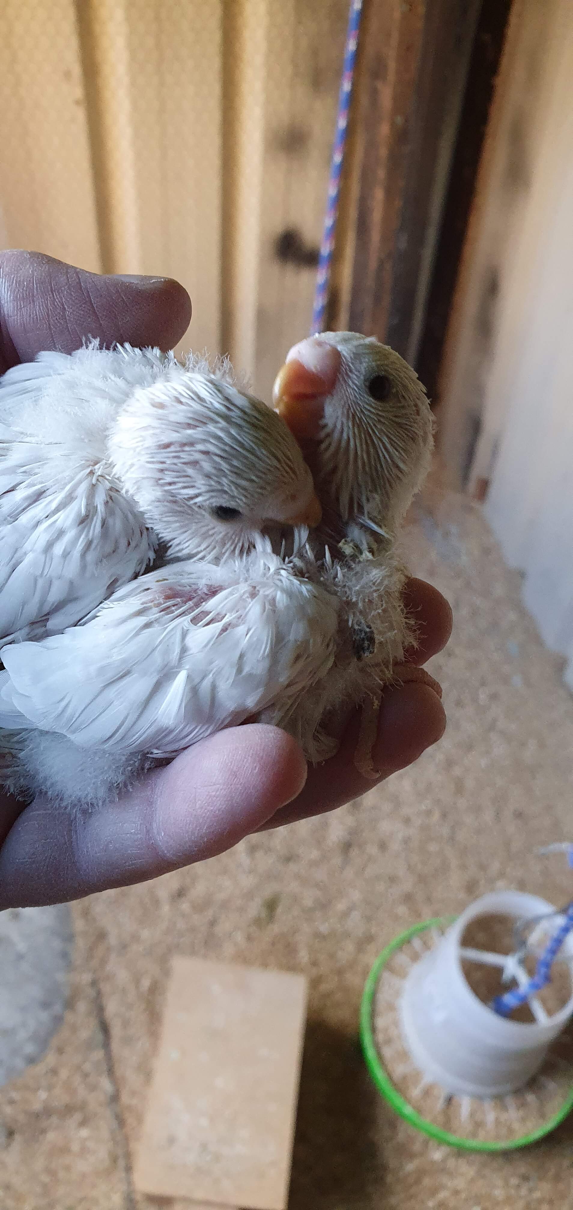 Baby Budgies Geelong - white budgie chicks