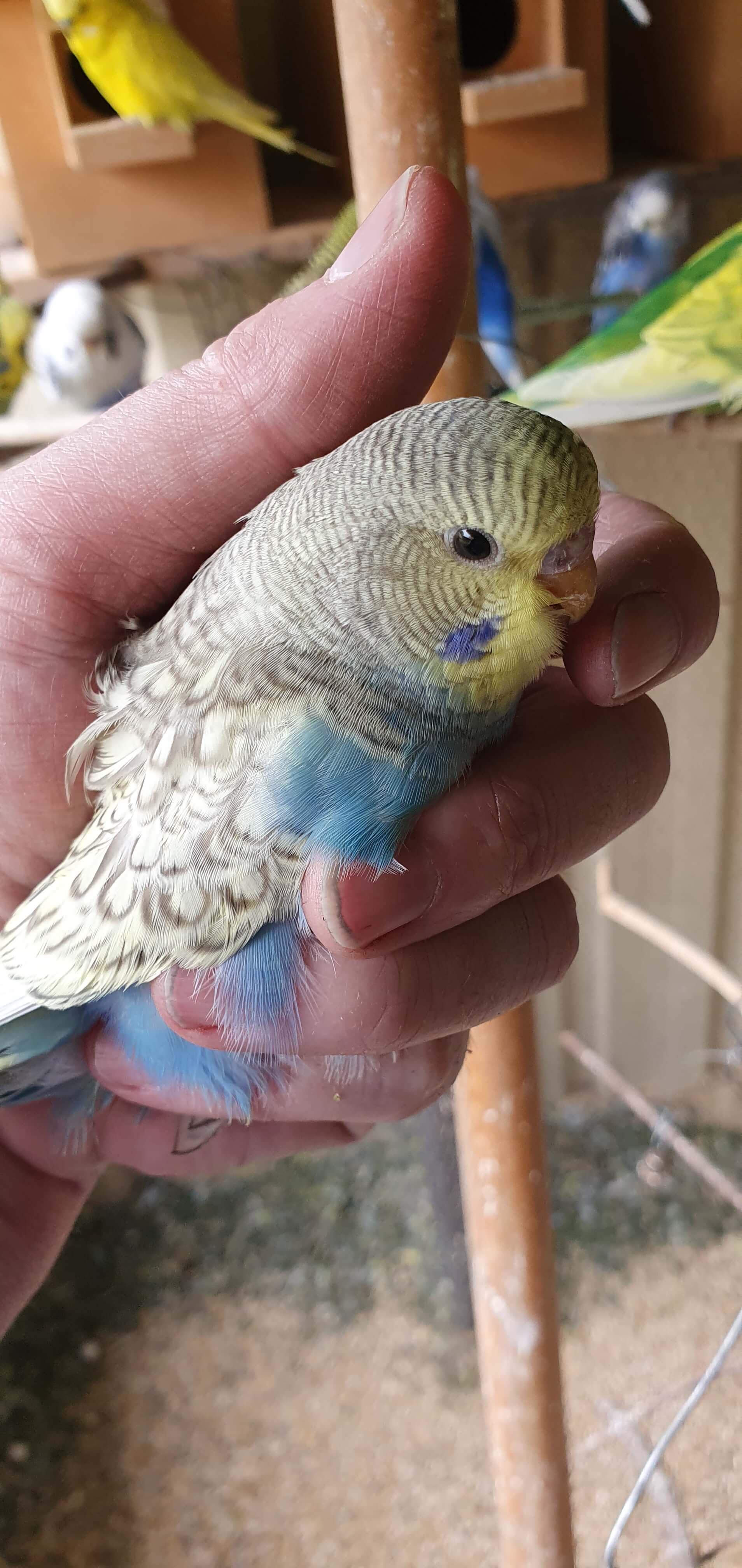 Baby Budgies Geelong - rainbow budgie chick