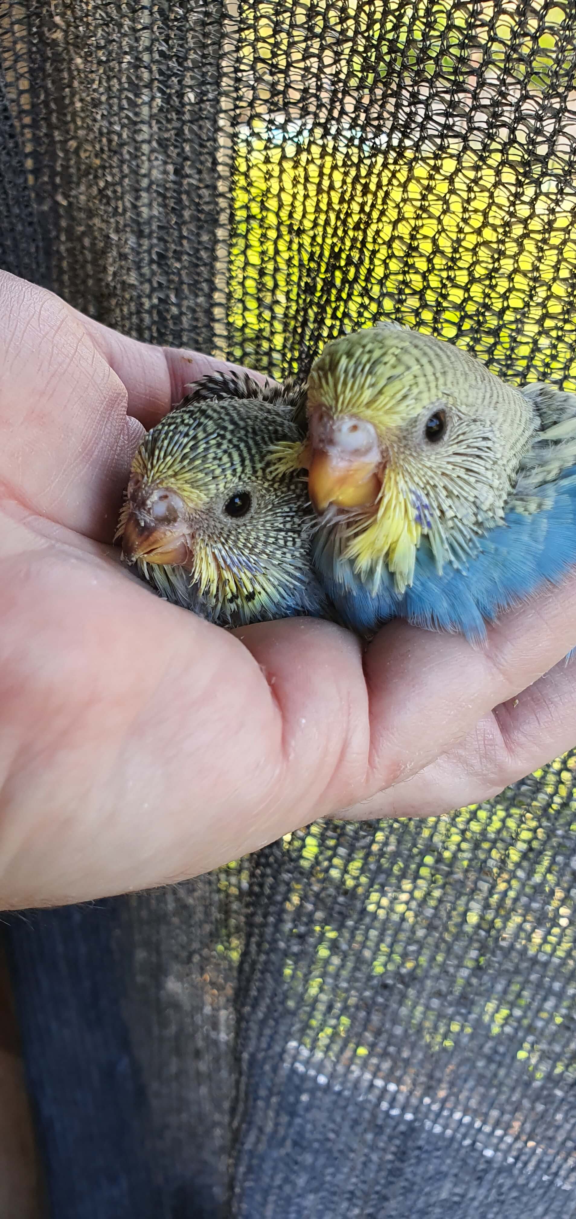 Baby Budgies Geelong - rainbow budgie chicks