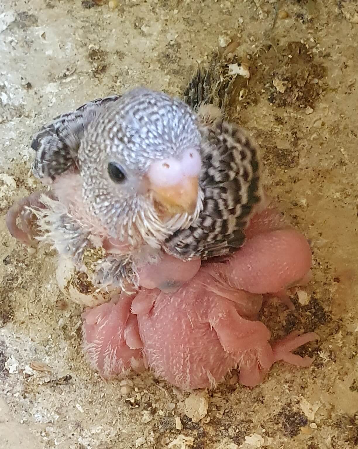 Baby Budgies Geelong - Foster budgie chick