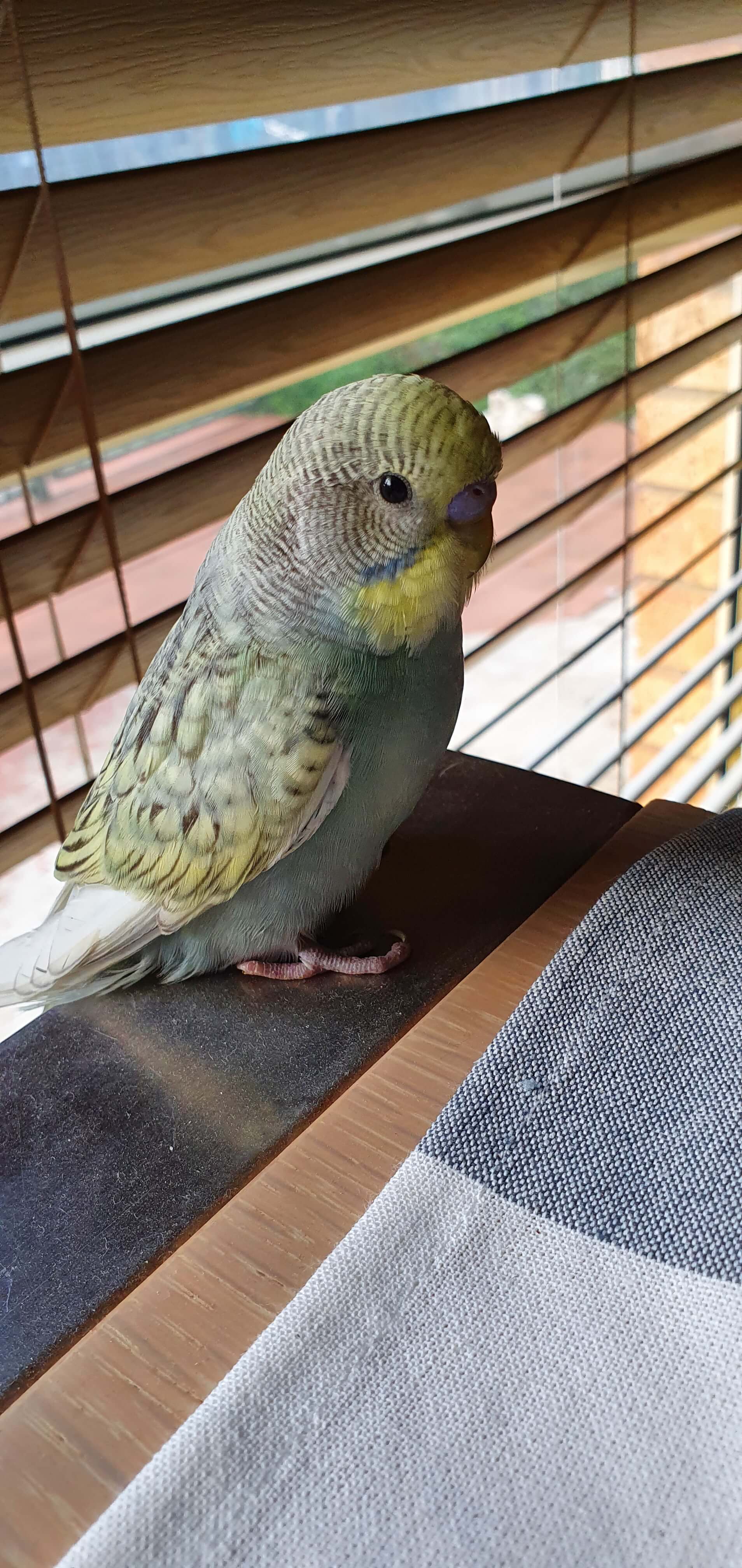 Baby Budgies Geelong - bluey chick