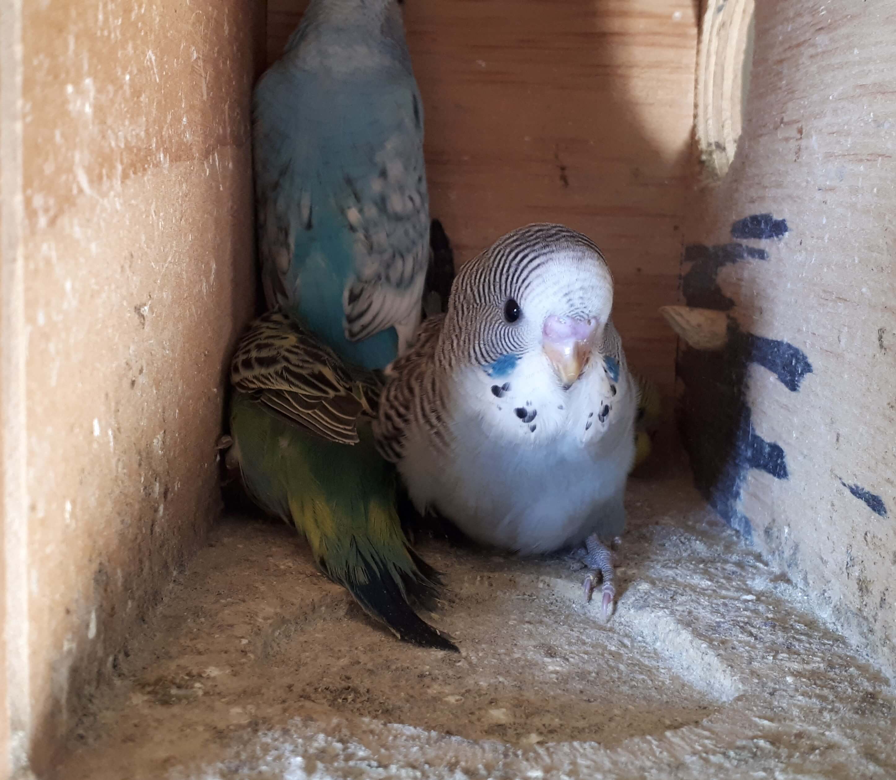 Cute Baby Budgies for sale in Geelong