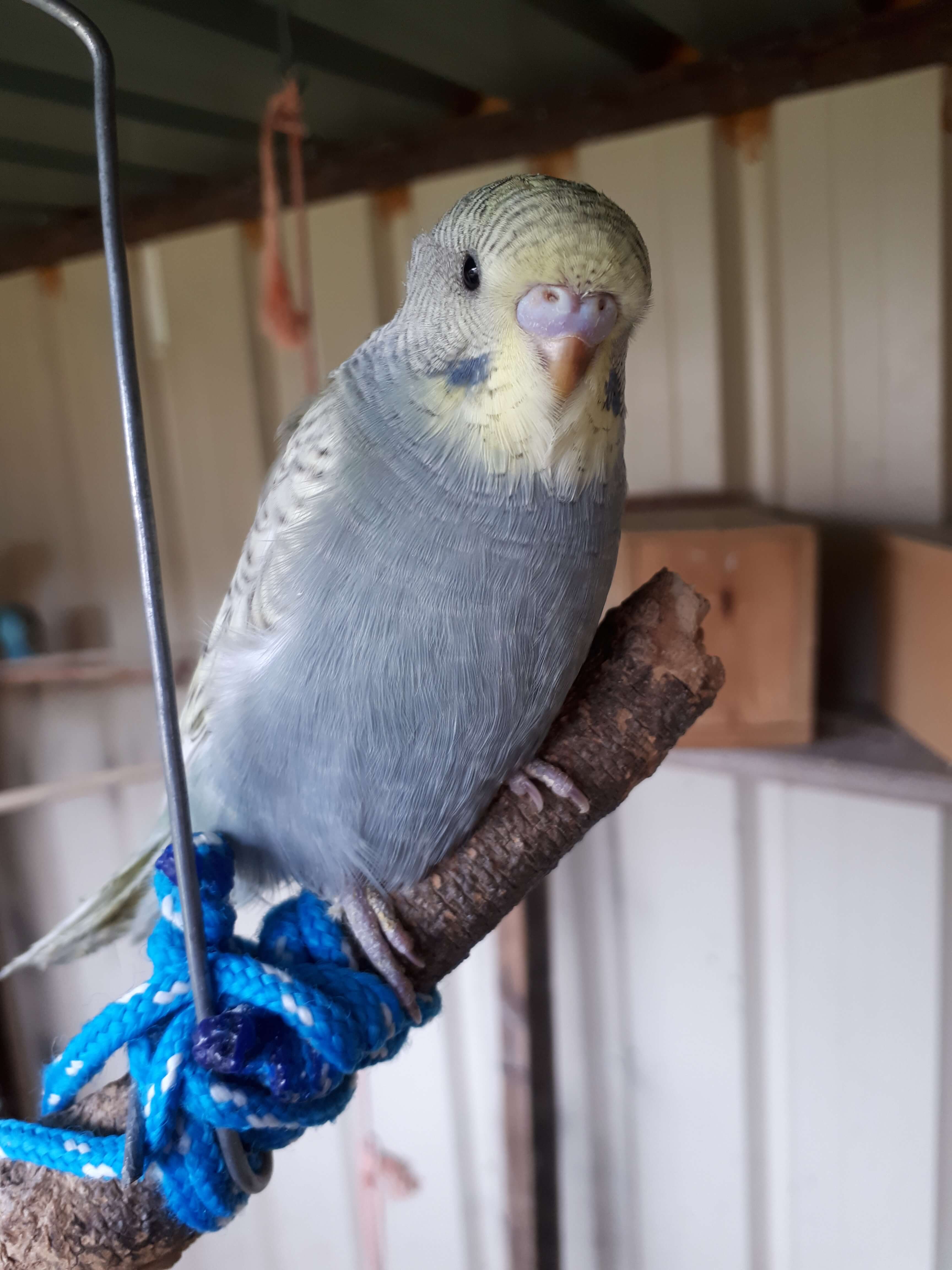 Cute Baby Budgies for sale in Geelong. Budgies are the perfect pet!