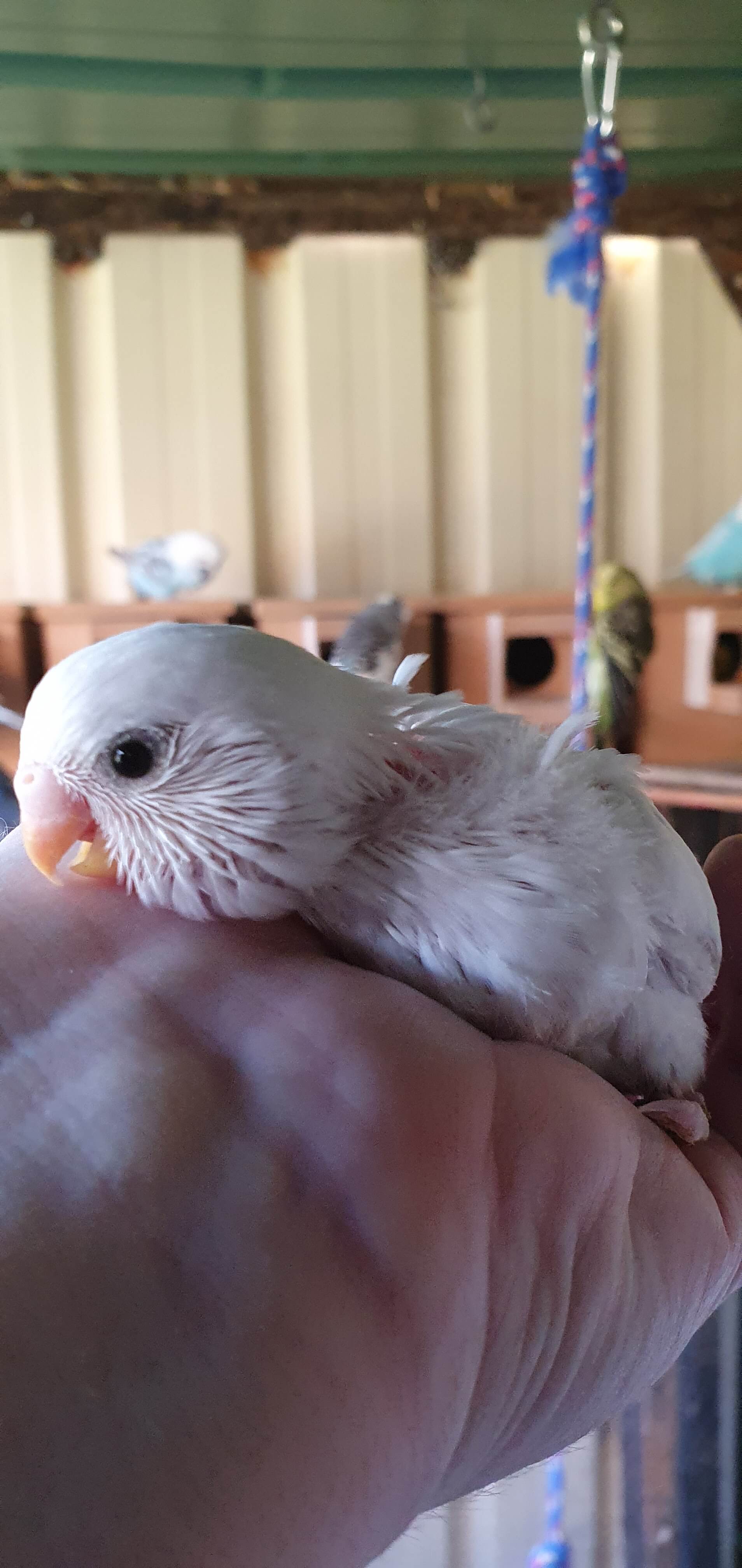 Cute Baby Budgies for sale in Geelong. A perfect pet!