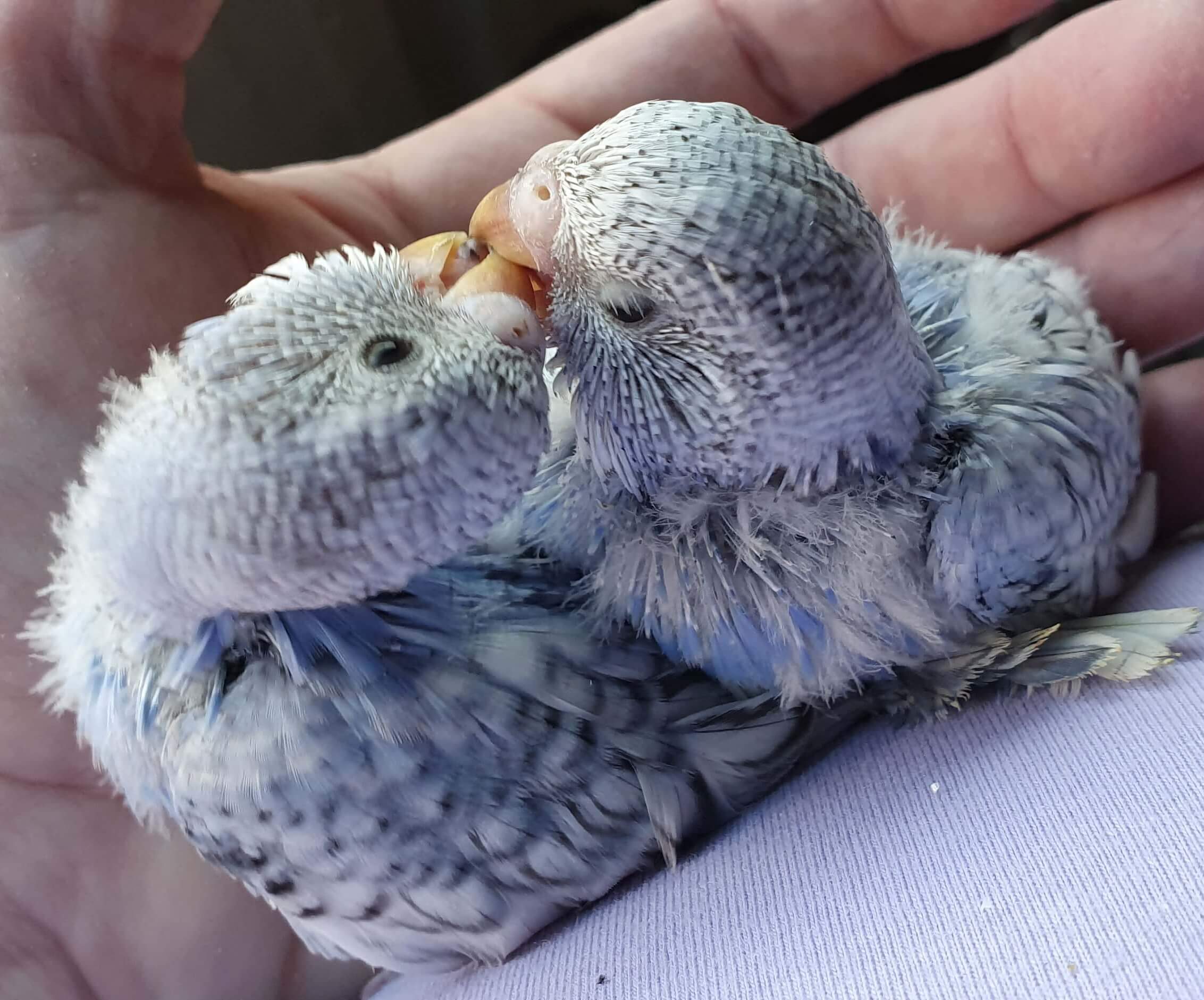 Buy a baby budgy from Baby Budgies Geelong. We sell healthy birds direct to the public
