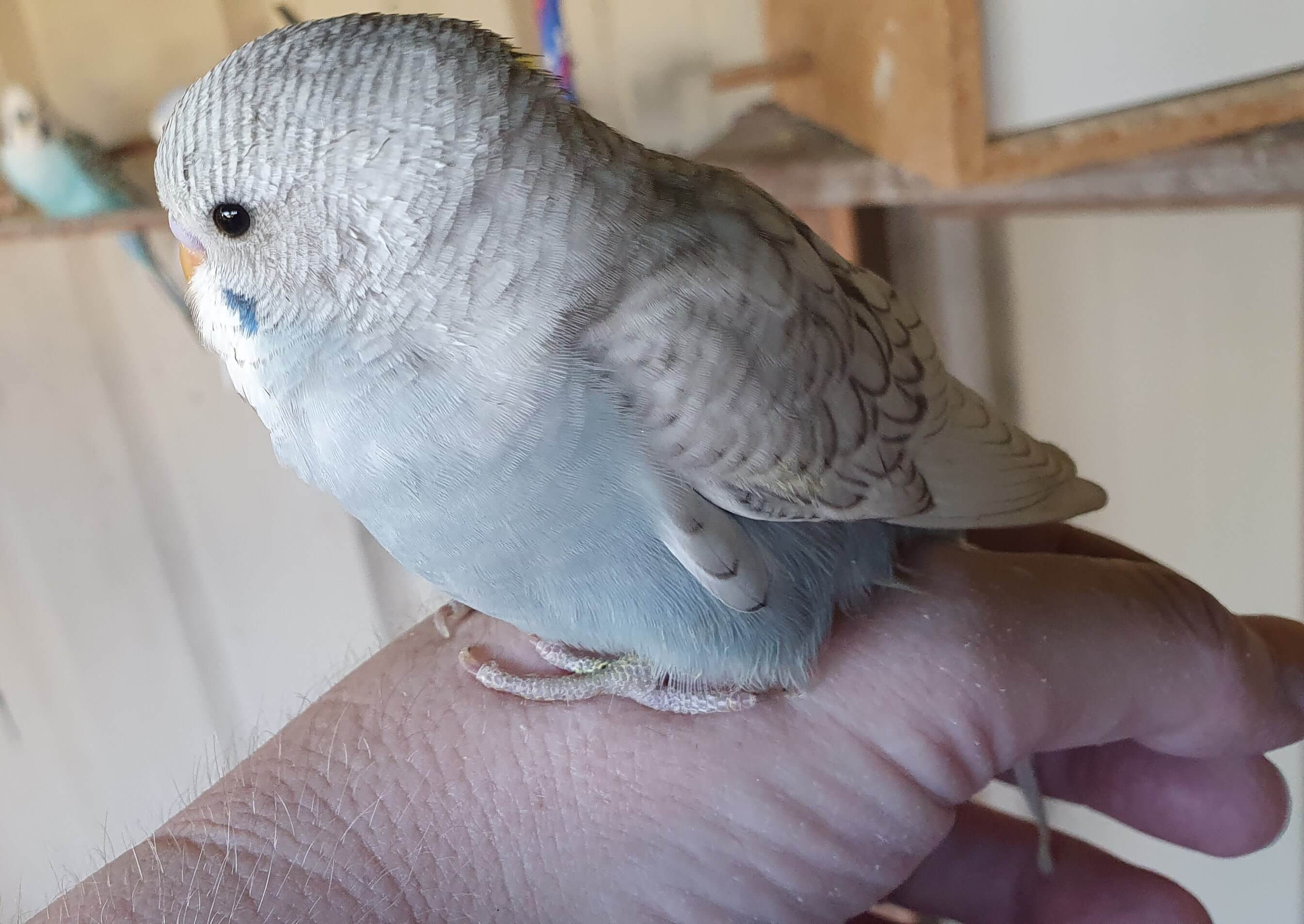 Cute Baby Budgies for sale in Geelong