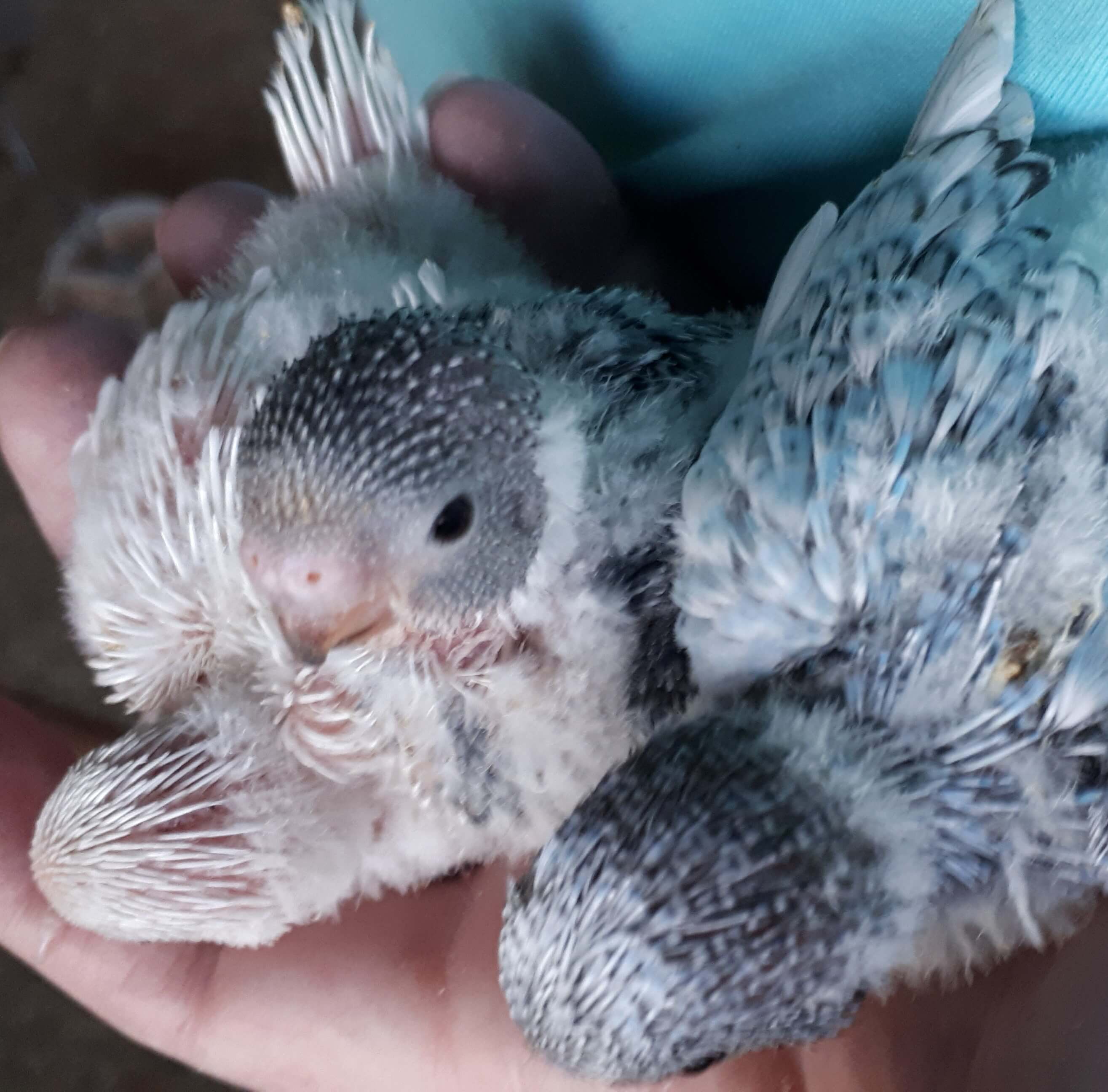 Cute Baby Budgies for sale in Geelong. A perfect pet!