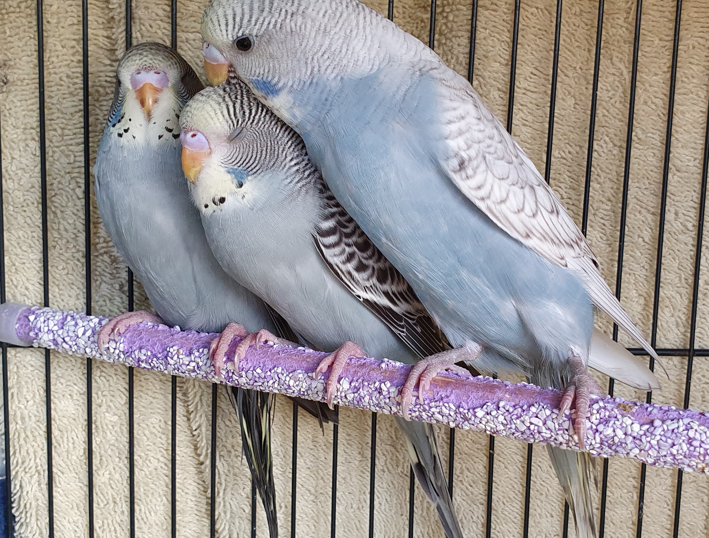Beautiful Baby Budgies in Geelong and surrounding areas. Selling young healthy budgerigars