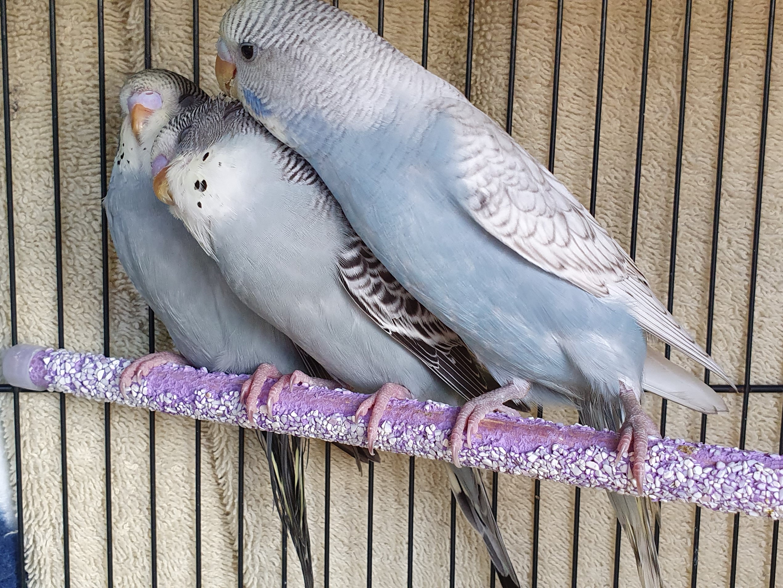 Young Budgies for sale, direct from the seller